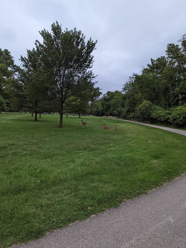 Austin Avenue 9201, Morton Grove to West Fitch Avenue 7246, Chicago