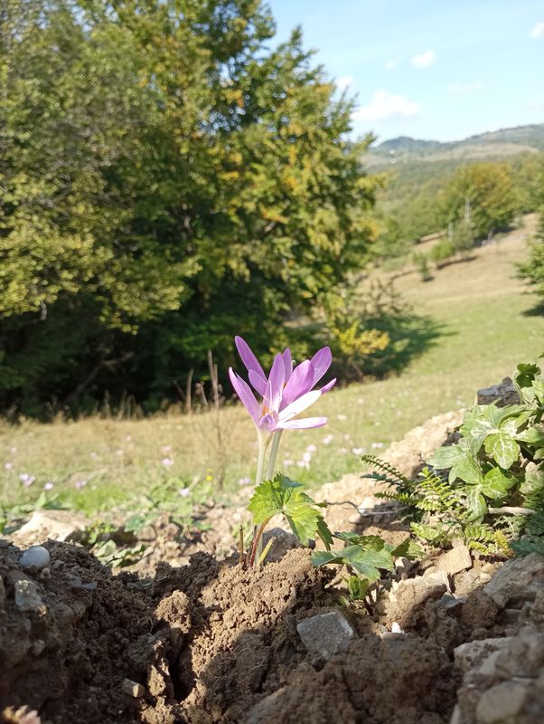 De DN74, Mihăileni a Strada Horea 1, Brad