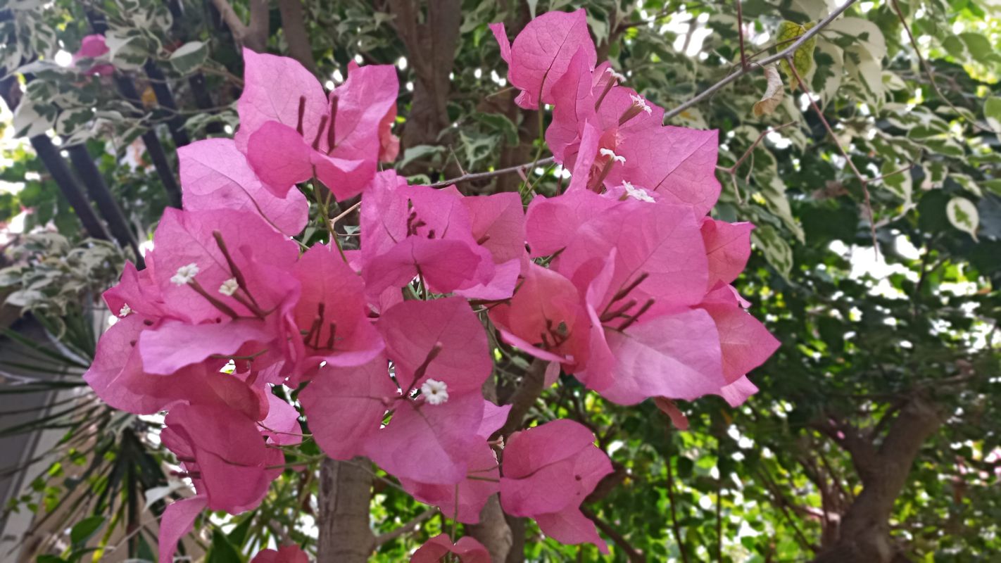 Guelph Street, Halton Hills to Steeles Avenue East 370, Brampton