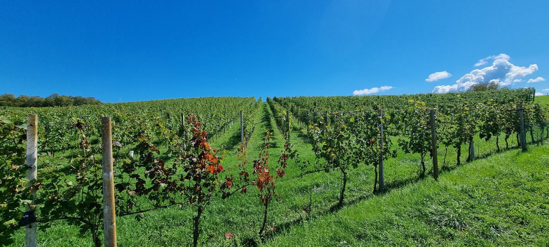 Otočec ogled vinogradov in sadovnjakov