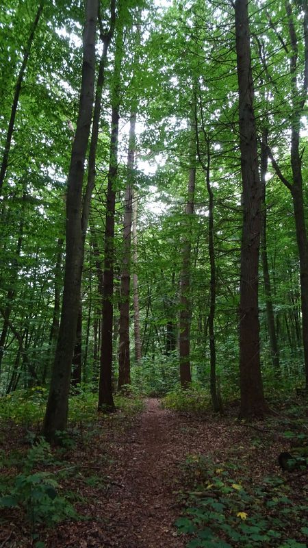 Bordesholm - Landwehr- Westensee - Bordesholm