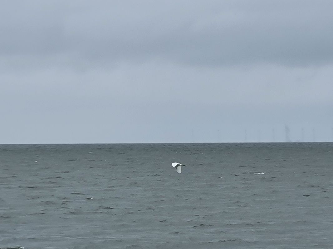 Over Markerwaarddijk in the rain