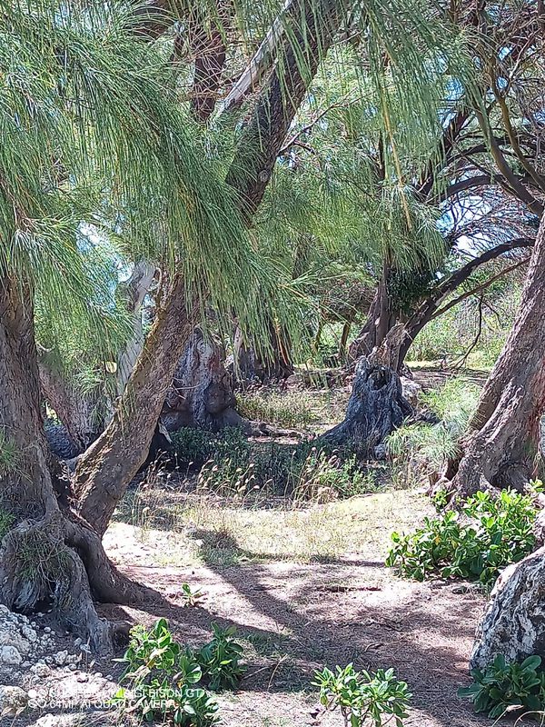 Looking for Culpepper Island