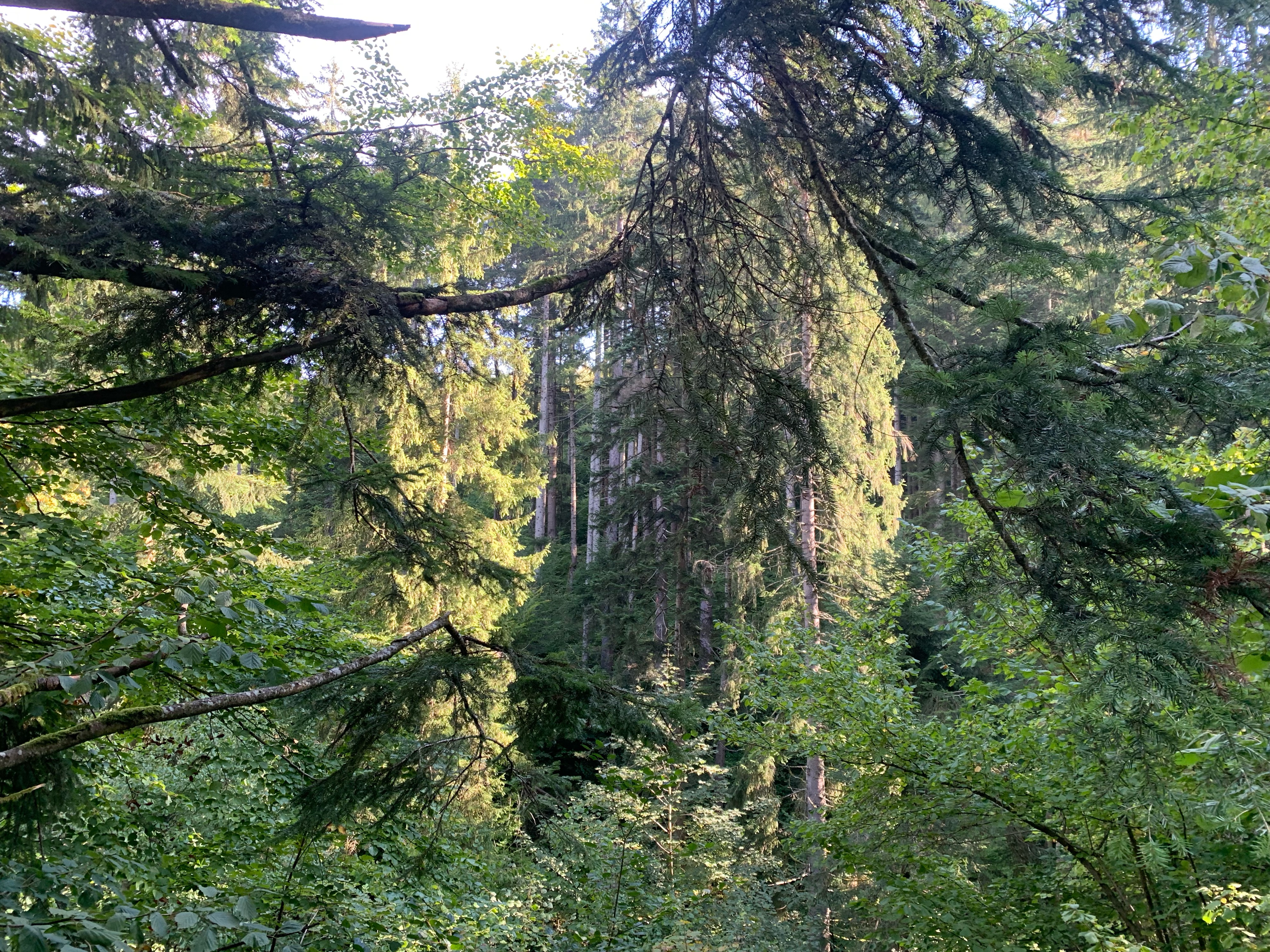 Covasna Mocănița și Cetatea dacica Zânelor Cascada Zanalor