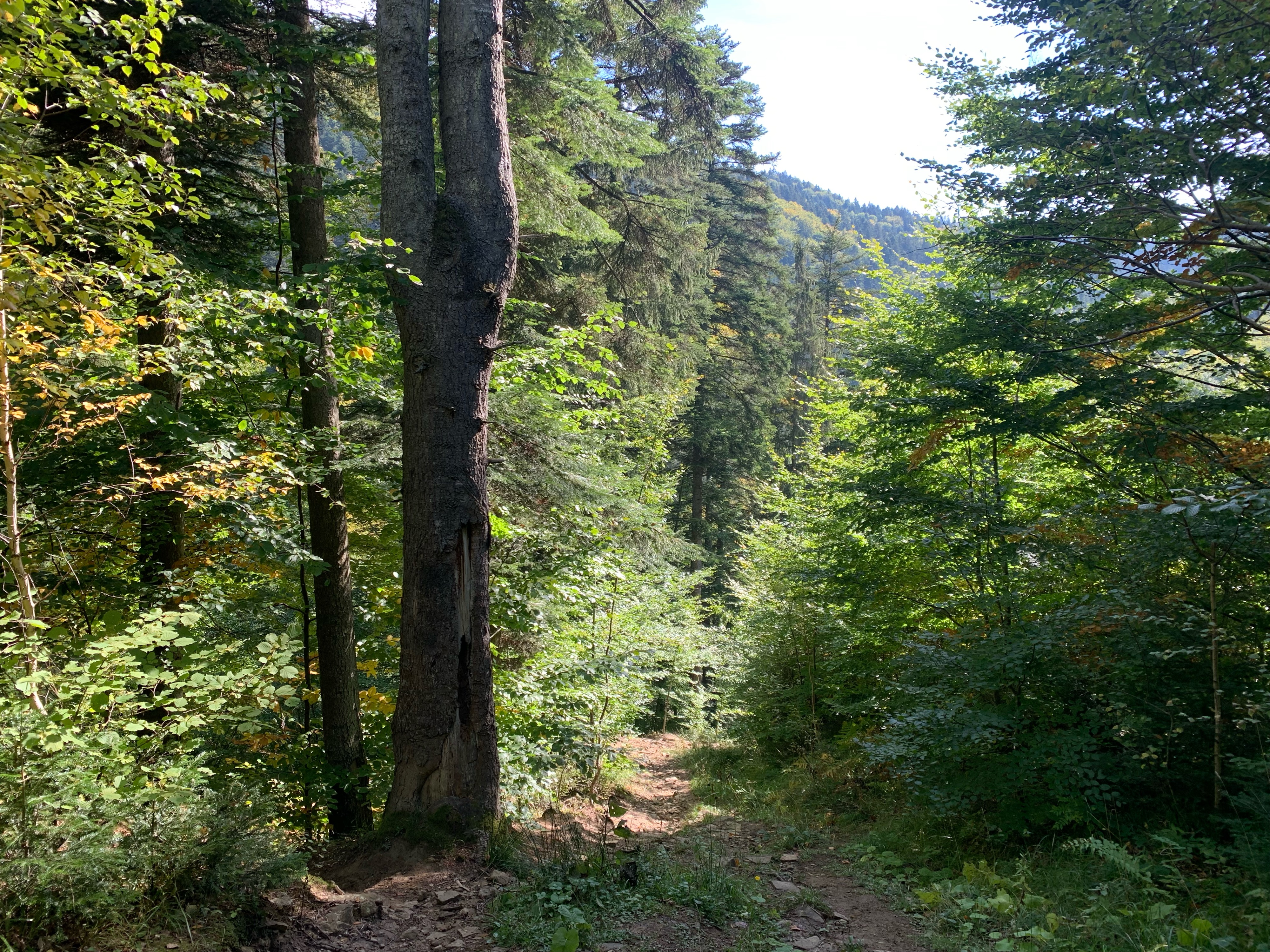 Covasna Mocănița și Cetatea dacica Zânelor Cascada Zanalor