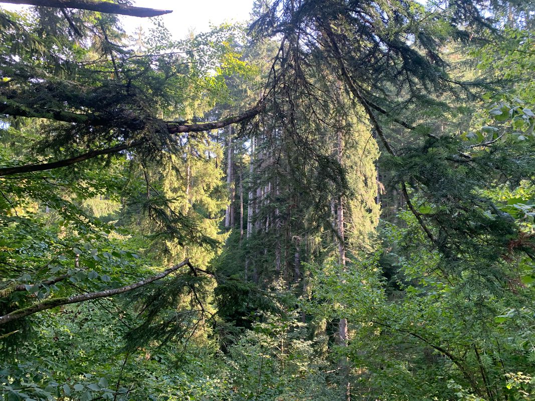 Covasna Mocănița și Cetatea dacica Zânelor Cascada Zanalor