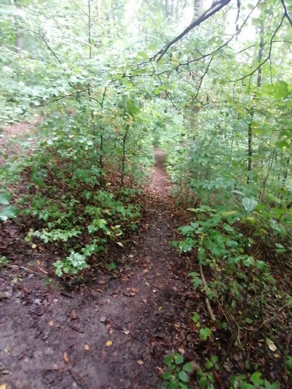 Uphill von Teichröda zum Grünen Stern