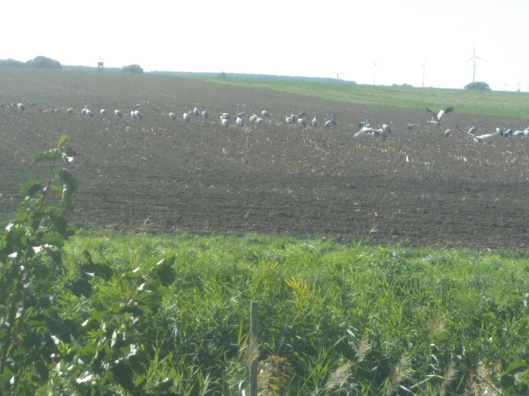 Elbe Elsterland Runde