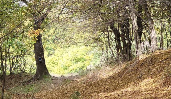 Photo 1 of the Bikemap route "cheile Peciniscai &amp; Vf Colariu"