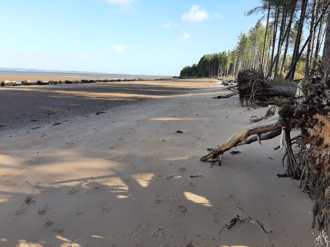 Tayport to Tentsmuir circular