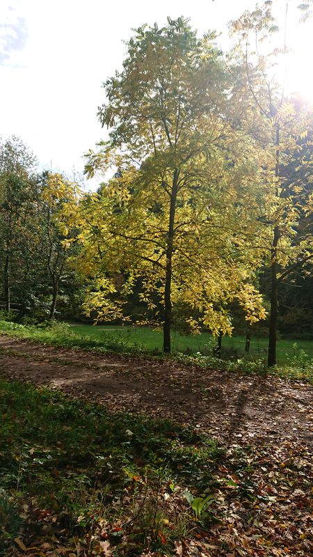Schiltach, Kuhbachrunde zu Fuß