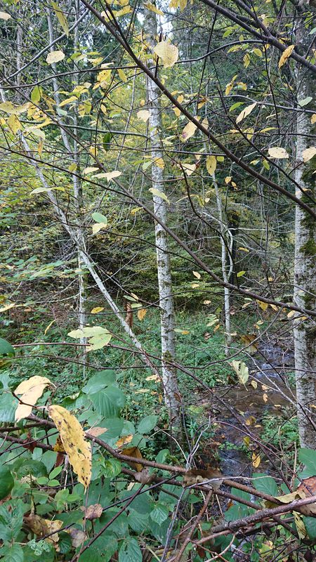 Schiltach, Kuhbachrunde zu Fuß