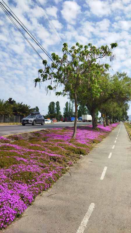 Ruta a El Encino 547, Colchagua