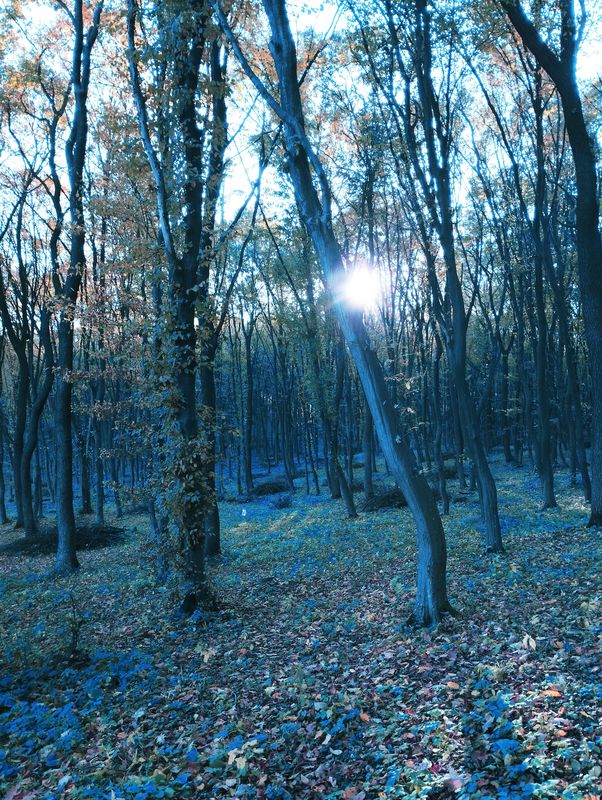 ліс воскресінці