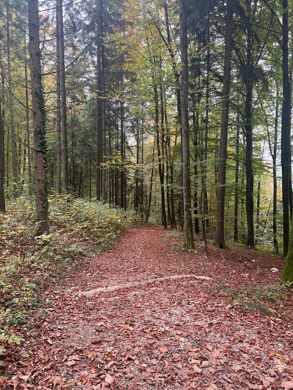 Wyde 18, Birr nach Wyde 18, Birr