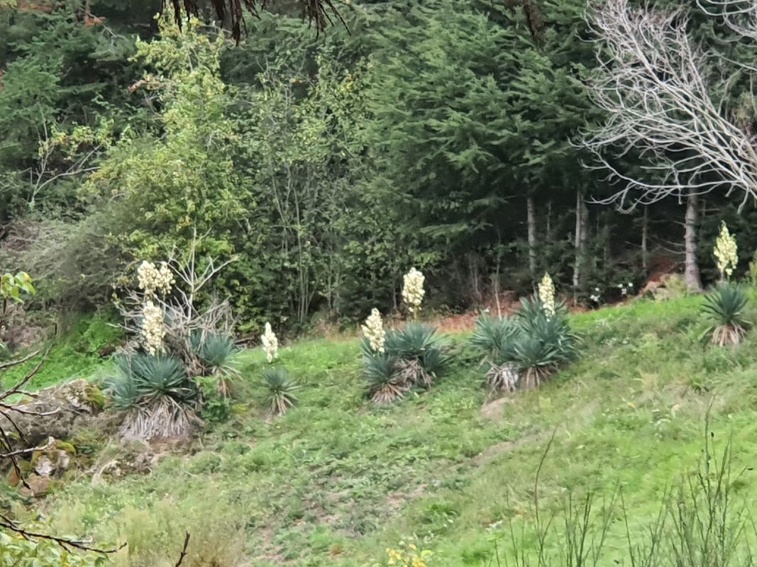 Montpoulet 800 à le Cros par La Bonnefont