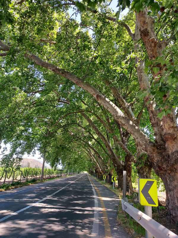 De G-530 38, Paine a G-530 38, Paine