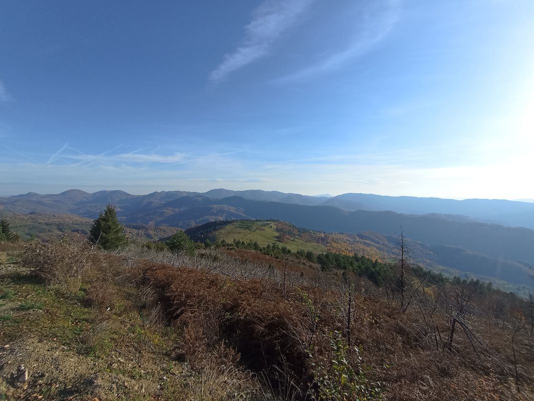 De Strada Horea 1, Brad a Strada Libertății 2, Brad