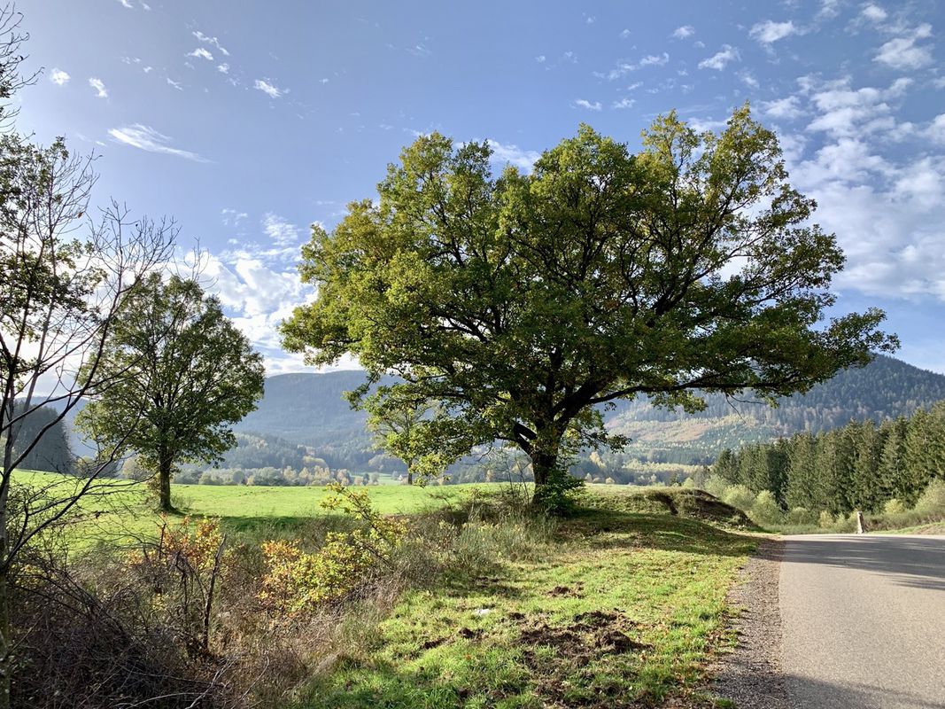 Saverne - St. Dié (gravel)