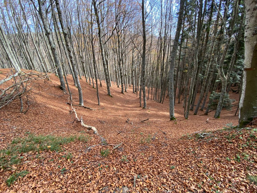 Da Stia all’eremo di Camaldoli via Asqua e per la via dei legni o via dei tedeschi