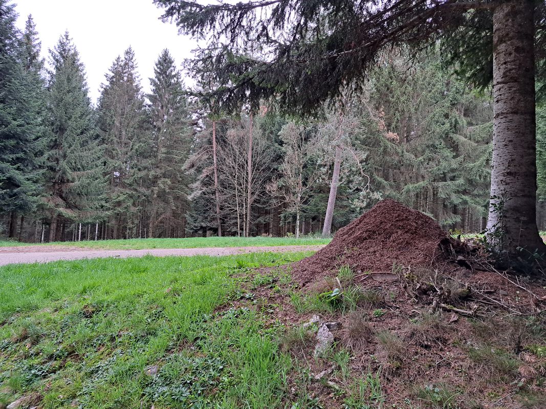 Schiltach, Mattenweiher, Teisenkopf, Heubach, Schiltach