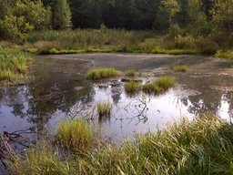 Highlight 1 along the Bikemap route "2011-08-26 Рыбн-МЧС в лесу-Посич 60км"