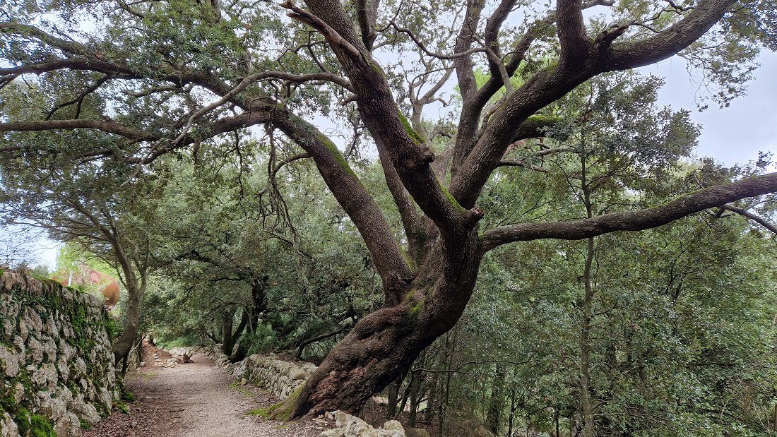 Mallorca a peu: de Caimari a Lluc pel camí Vell