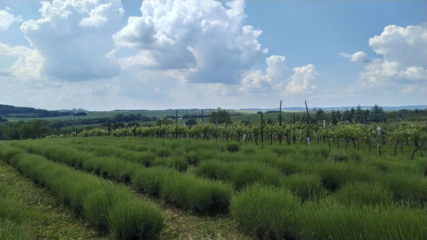 Vörös-hegyi kör