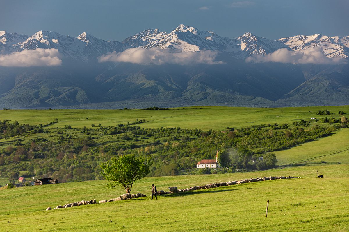 Fofeldea - Cârța