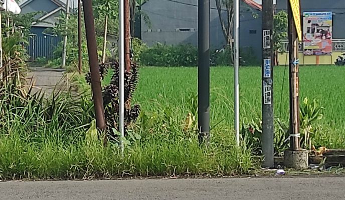 Zdjęcie 2 trasy Bikemap „Bogem, Kecamatan Sukodono to Bogem, Kecamatan Sukodono”