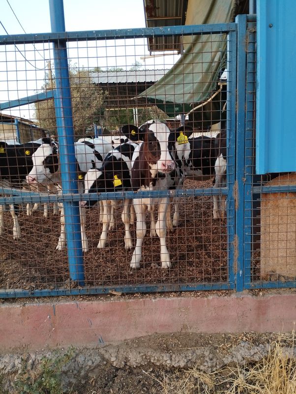 De Camino Las Casas de Quilpué 16, San Felipe a Yungay 455, San Felipe