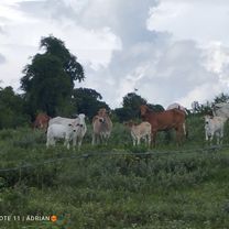 Rota desde Rua Pau Terra 79