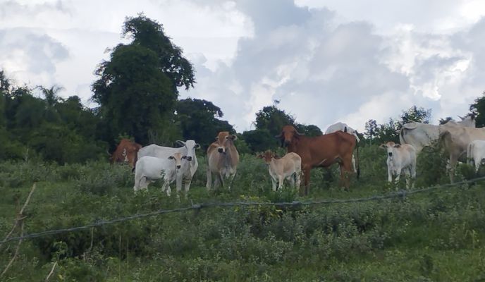 Photo 1 of the Bikemap route "Rota desde Rua Pau Terra 79"