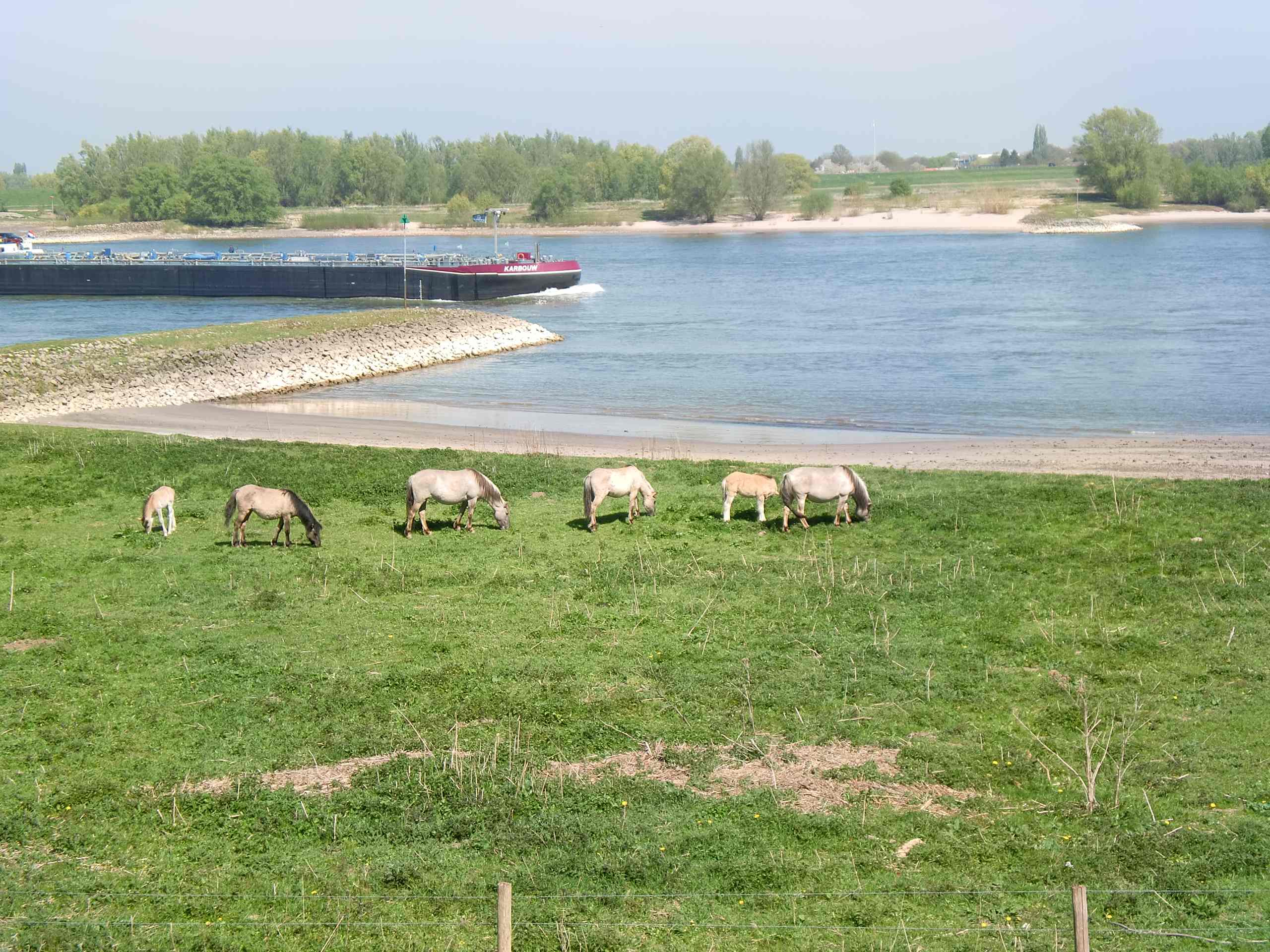 NR867c: Nijmegen, Rheinmarschen und eine einsame Burg