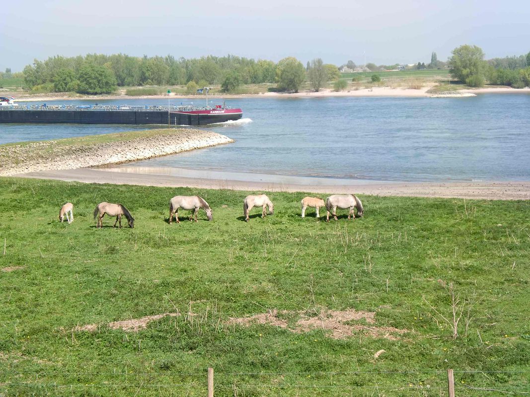 NR867c: Nijmegen, Rheinmarschen und eine einsame Burg