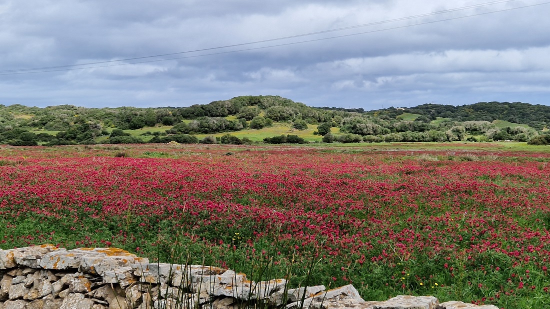 Menorca: Alaior-cap de Favàritx-camí d'en Kane-Alaior