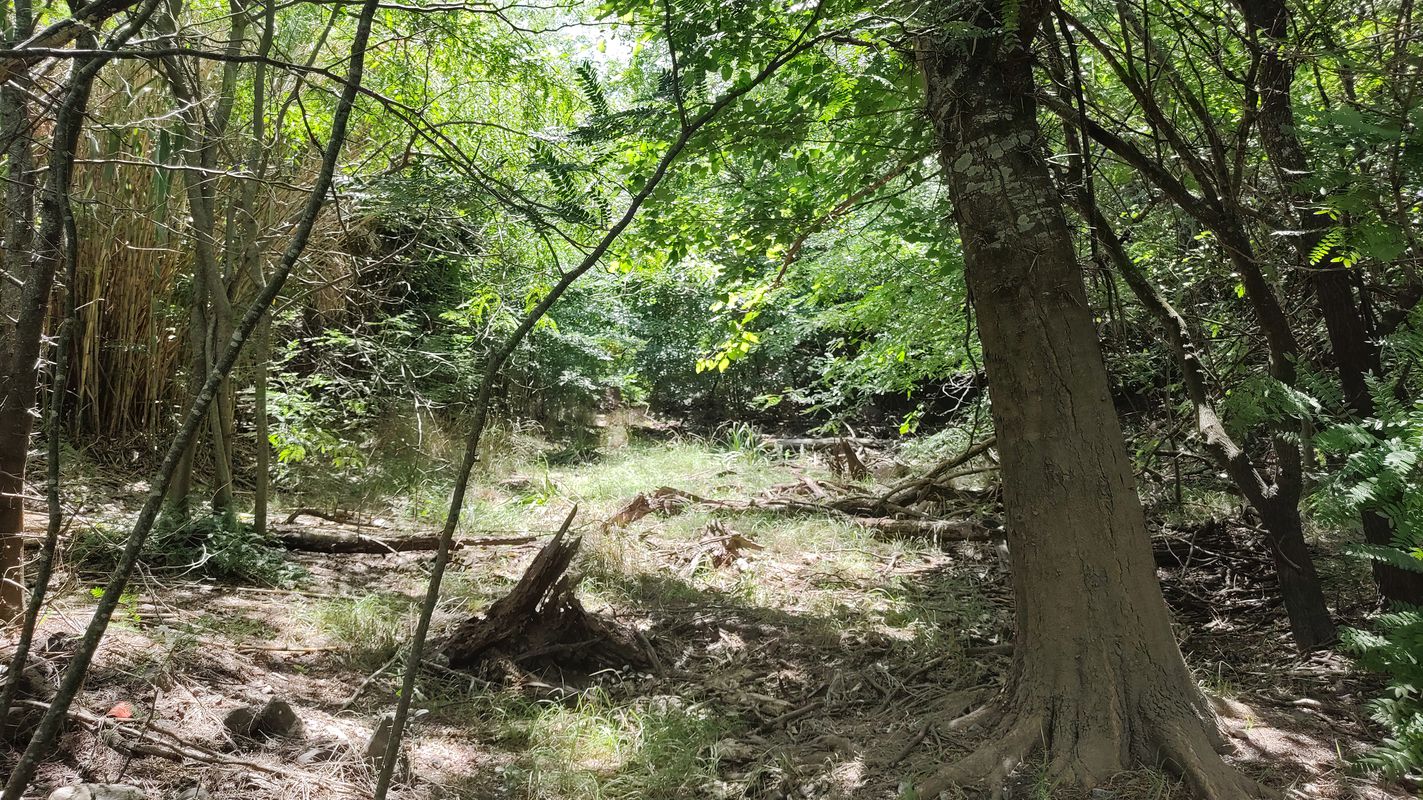 Bosque encantado en Capilla del Señor