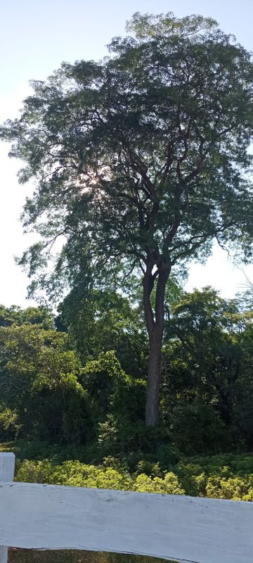 Cavalgada de bolhas