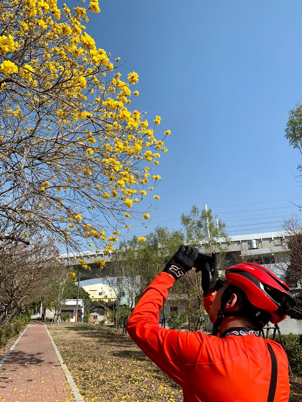 20230309 潭雅神 (黃色風玲木 Feb-Mar)