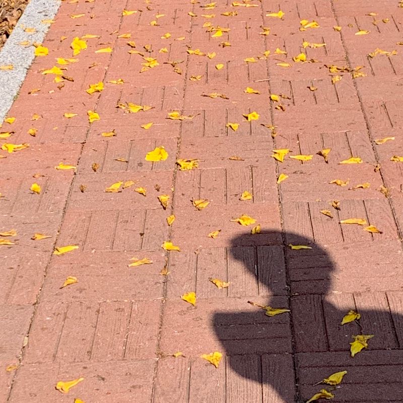 20230309 潭雅神 (黃色風玲木 Feb-Mar)