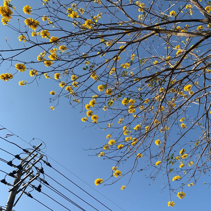 20230309 潭雅神 (黃色風玲木 Feb-Mar)