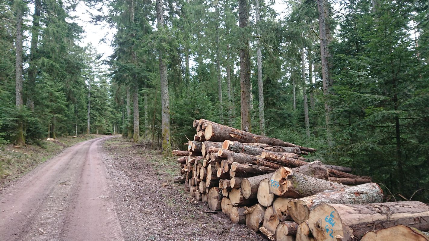 Schiltach, Mooswaldkopf, Windkapf - Teil 1/2