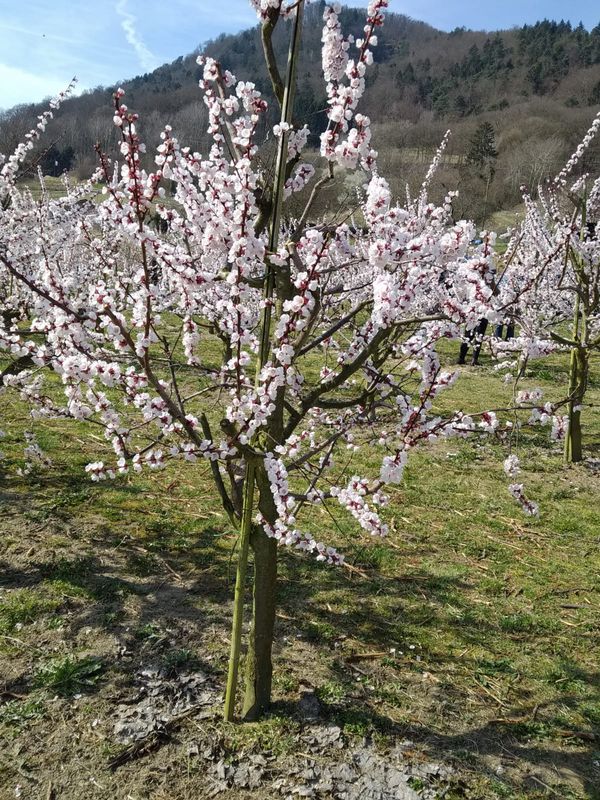Marillenblüte in der Wachau 23.3.23