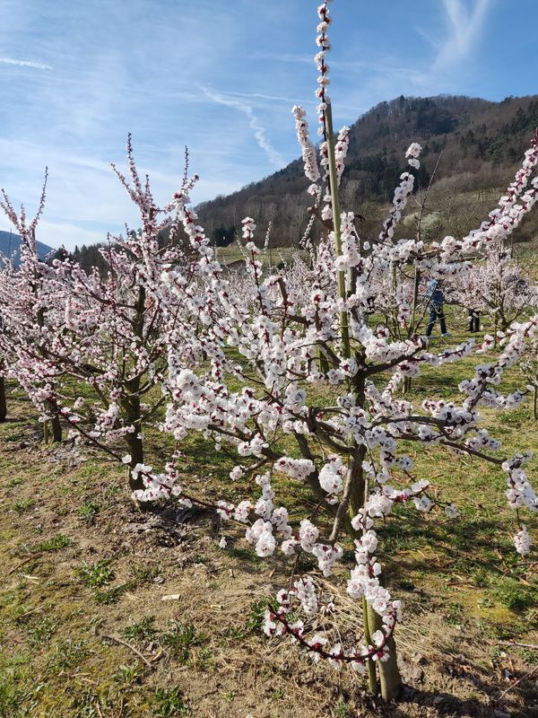 Marillenblüte in der Wachau 23.3.23