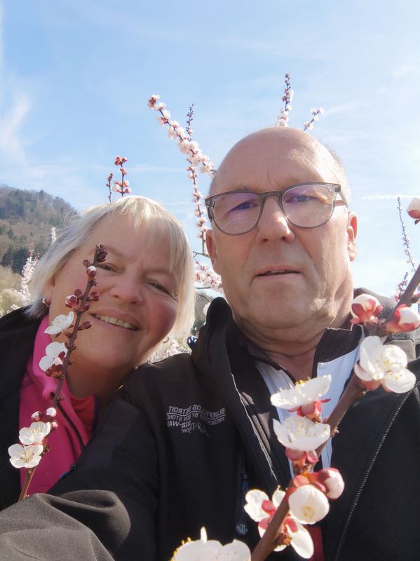 Marillenblüte in der Wachau 23.3.23