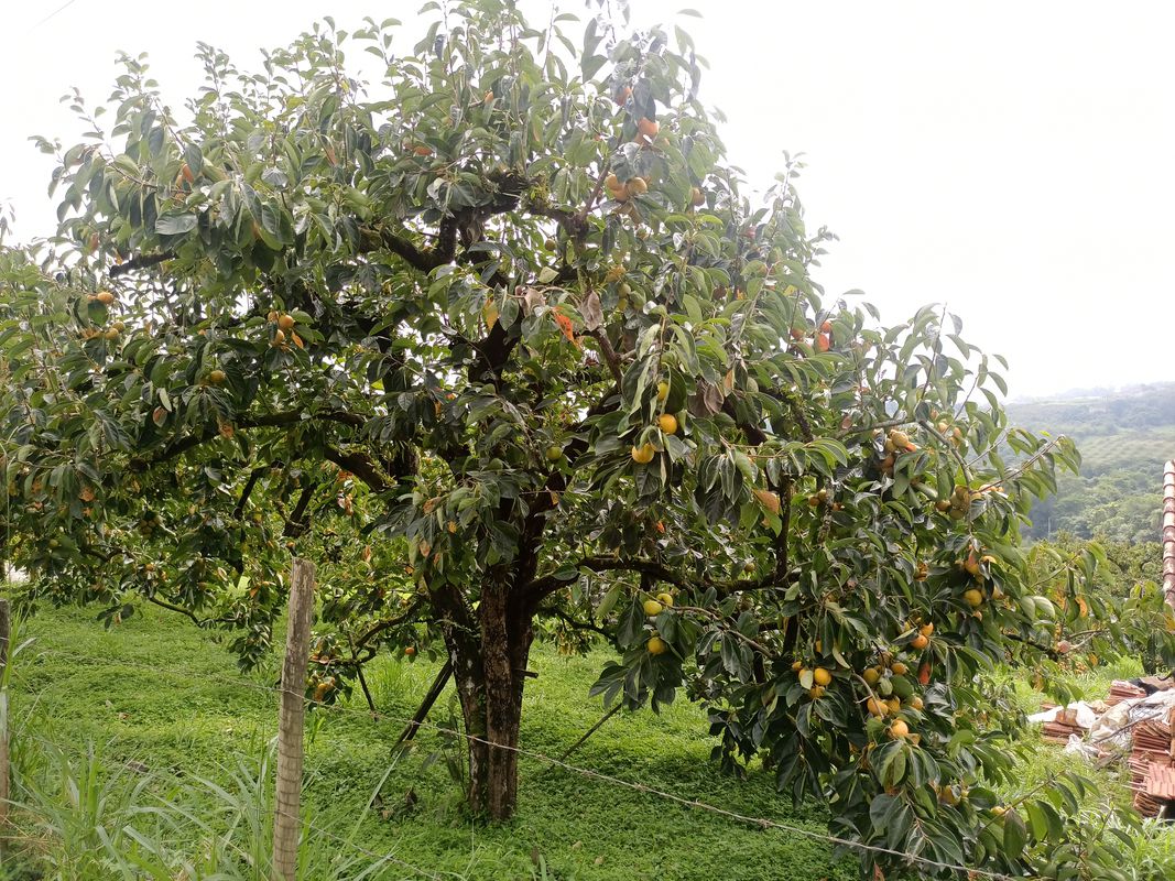 P.Q. Itaberaba/ ouro fino/Santa Isabel.