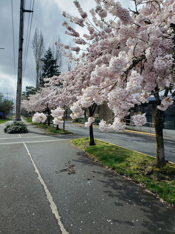 62nd Avenue South 25331, Kent to South 112th Street 2925, Tukwila