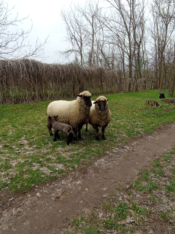 Erdőkövesd utca 25, Budapest - Erdőkövesd utca 25, Budapest