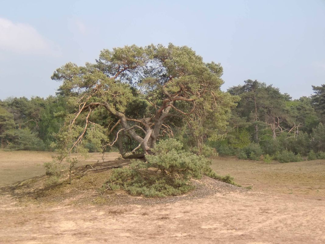 NR959: Maasdünen und Reindersmeer