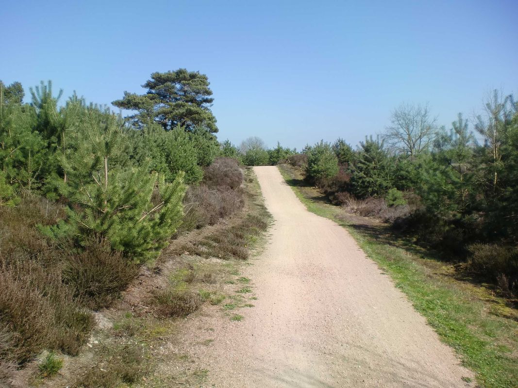 NR959: Maasdünen und Reindersmeer